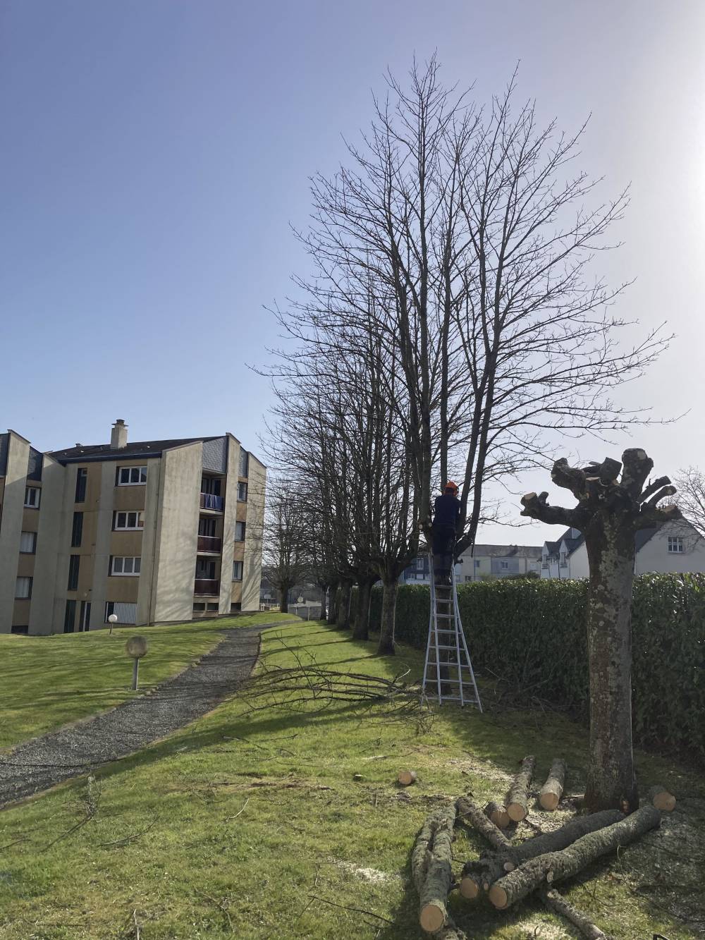 élagage de 13 érables à Guingamp mars 2022-min.jpg