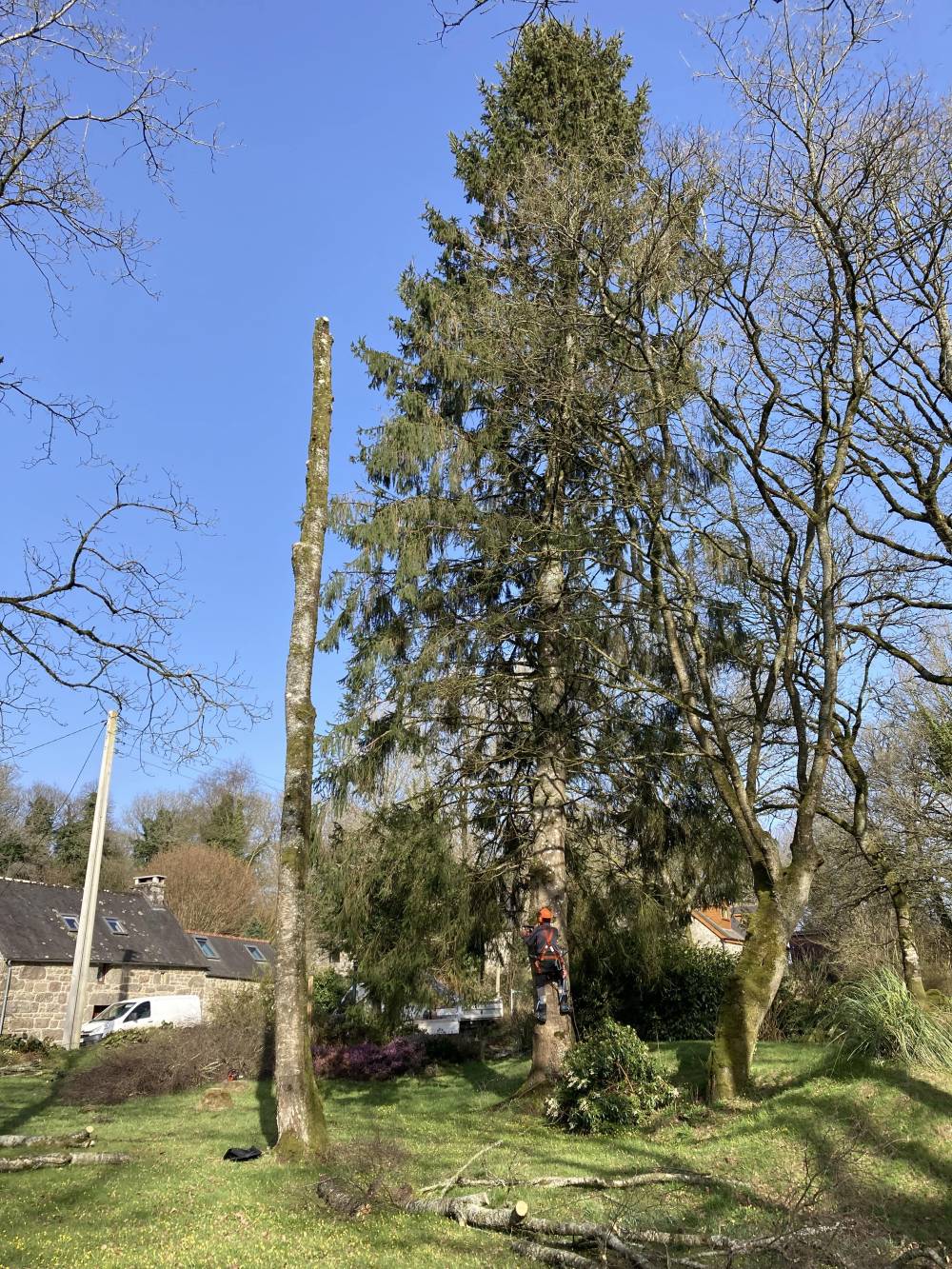élagage d'un Picéa à Maël-Pestivien-min.jpg