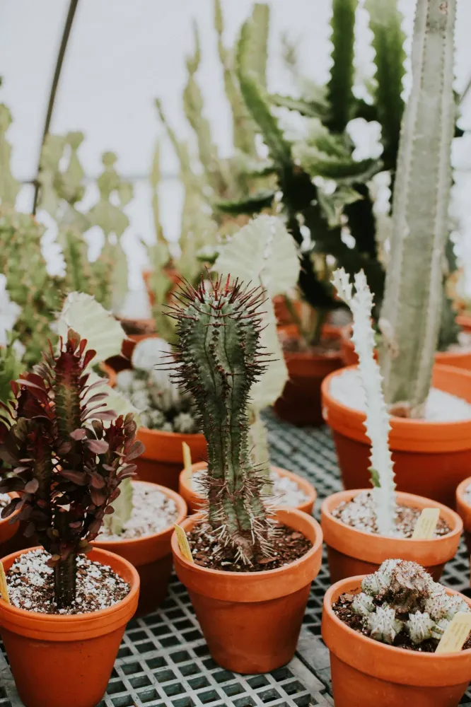 Plantes
