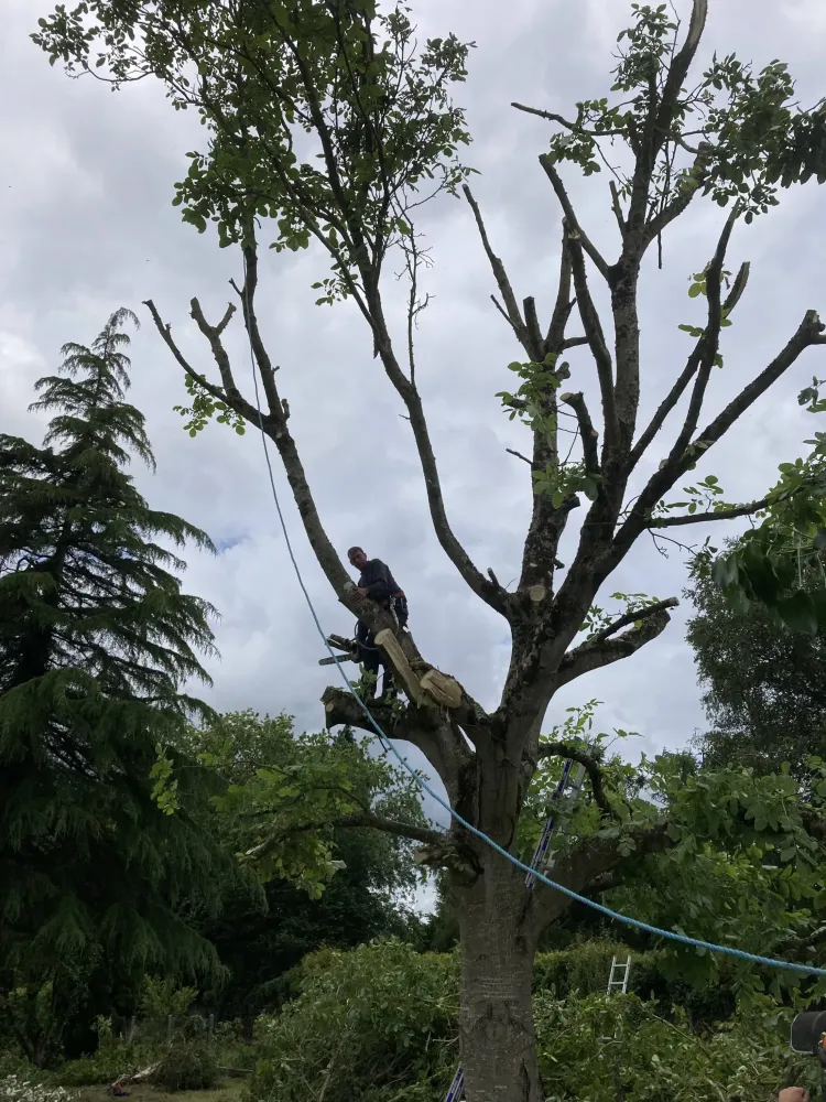 abattage arbre à Pont-Melvez